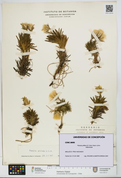 Perezia pilifera [Espécimen: UDEC:CONC:0026055]