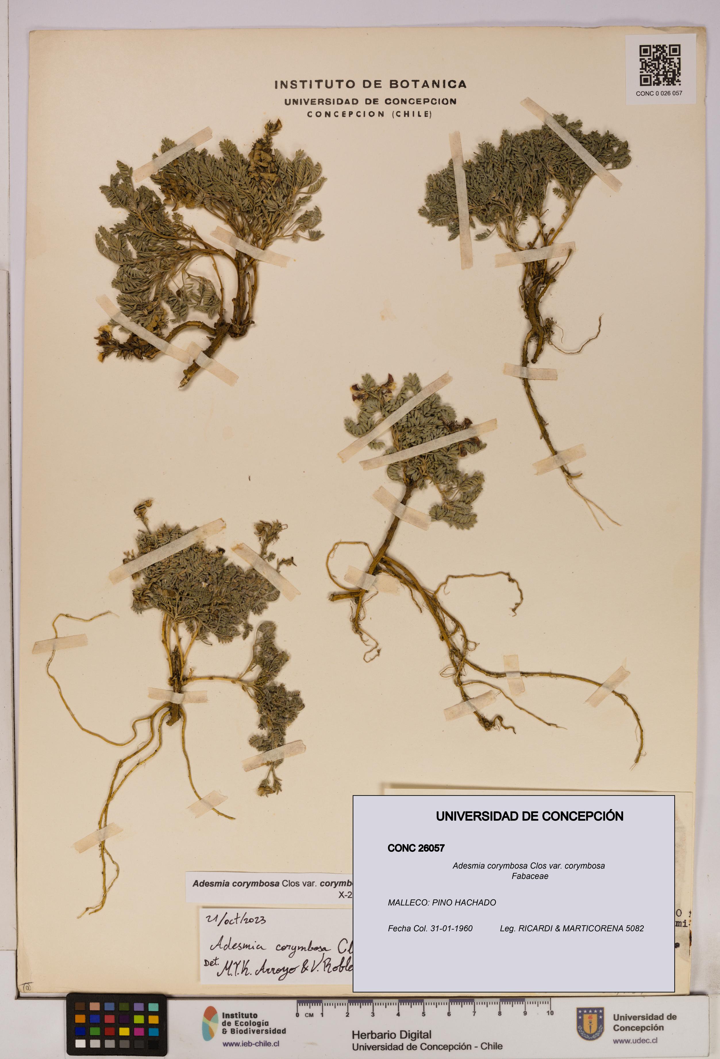 Adesmia corymbosa var. corymbosa [Espécimen: UDEC:CONC:0026057]