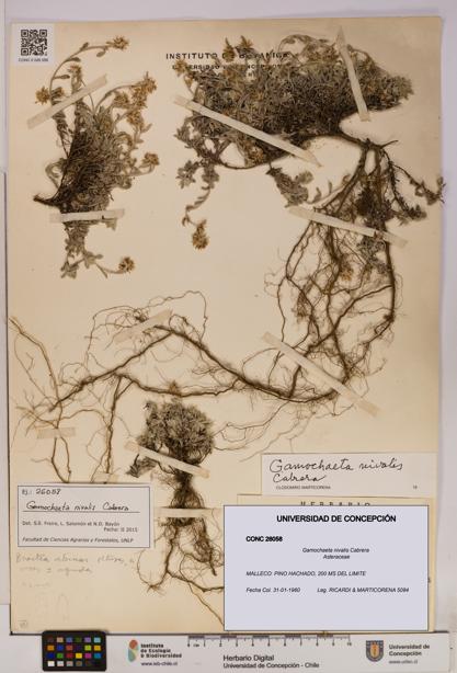 Gamochaeta nivalis [Espécimen: UDEC:CONC:0026058]