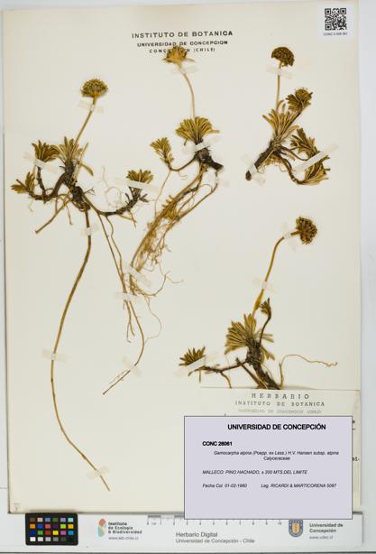 Gamocarpha alpina subsp. alpina [Espécimen: UDEC:CONC:0026061]