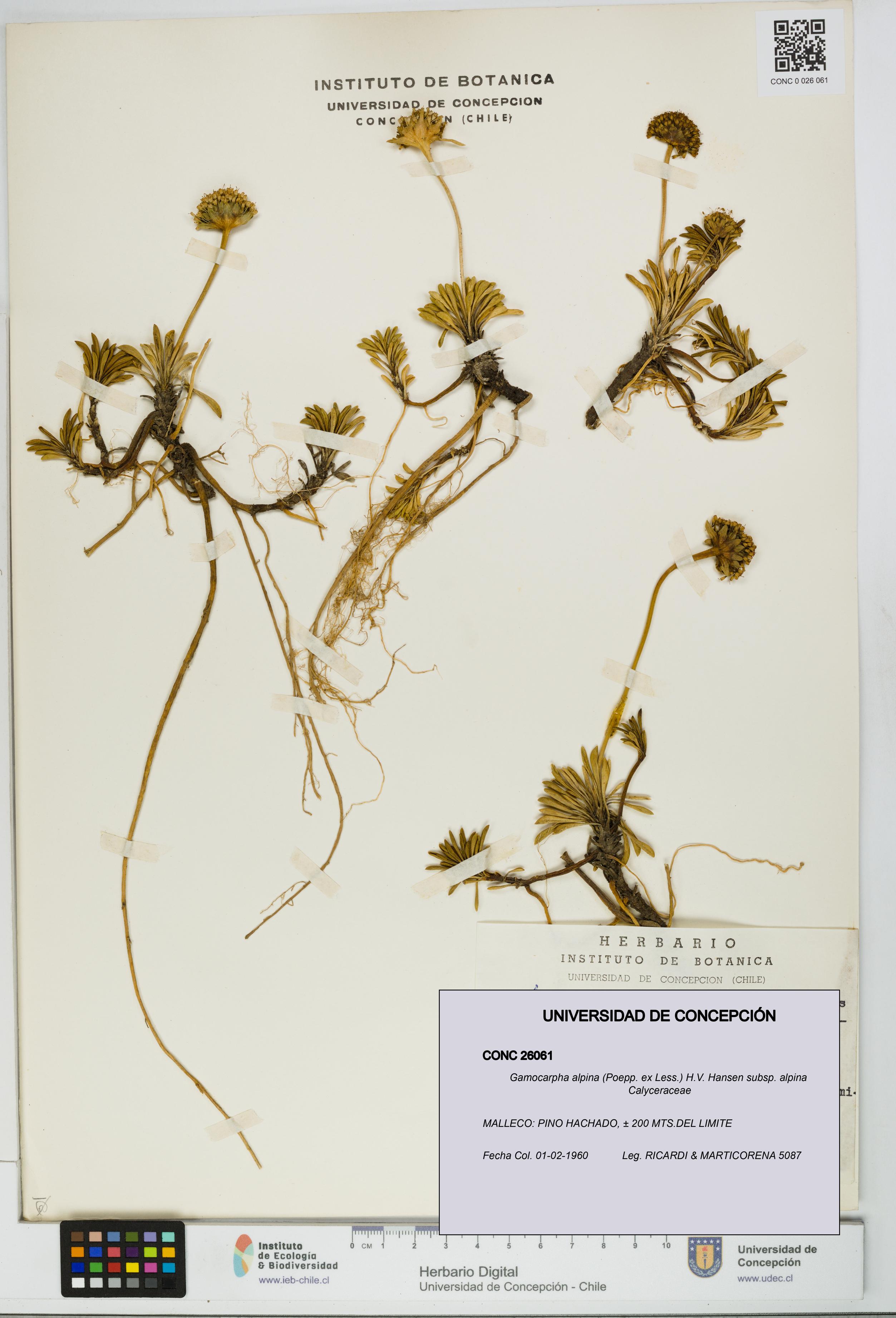 Gamocarpha alpina subsp. alpina [Espécimen: UDEC:CONC:0026061]
