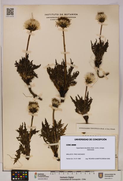 Hypochaeris tenuifolia [Espécimen: UDEC:CONC:0026068]