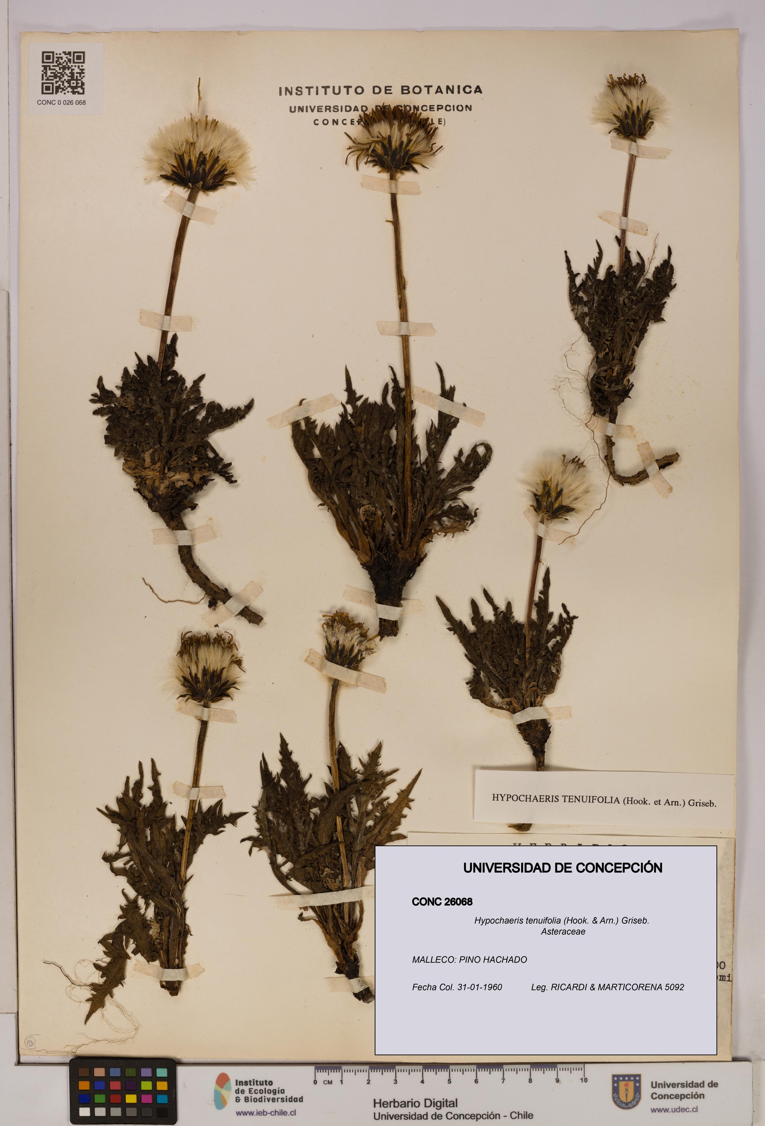 Hypochaeris tenuifolia [Espécimen: UDEC:CONC:0026068]