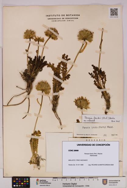 Perezia fonkii [Espécimen: UDEC:CONC:0026069]