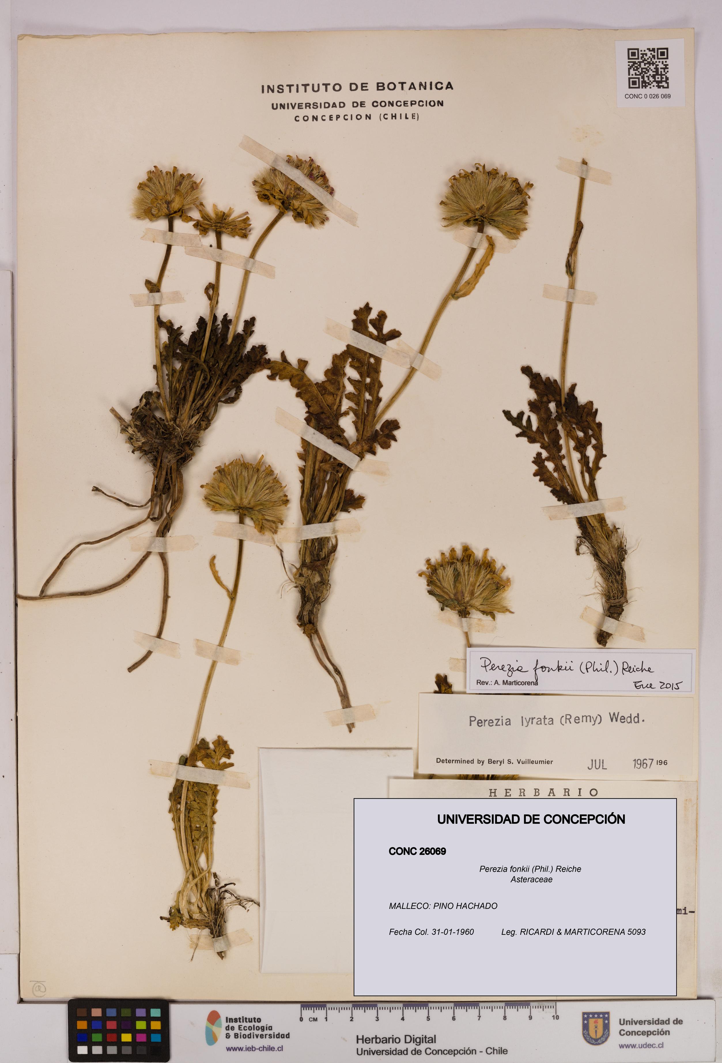 Perezia fonkii [Espécimen: UDEC:CONC:0026069]