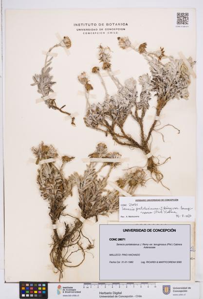 Senecio portalesianus var. lanuginosus [Espécimen: ]
