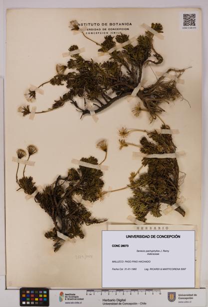 Senecio pachyphyllos [Espécimen: UDEC:CONC:0026073]