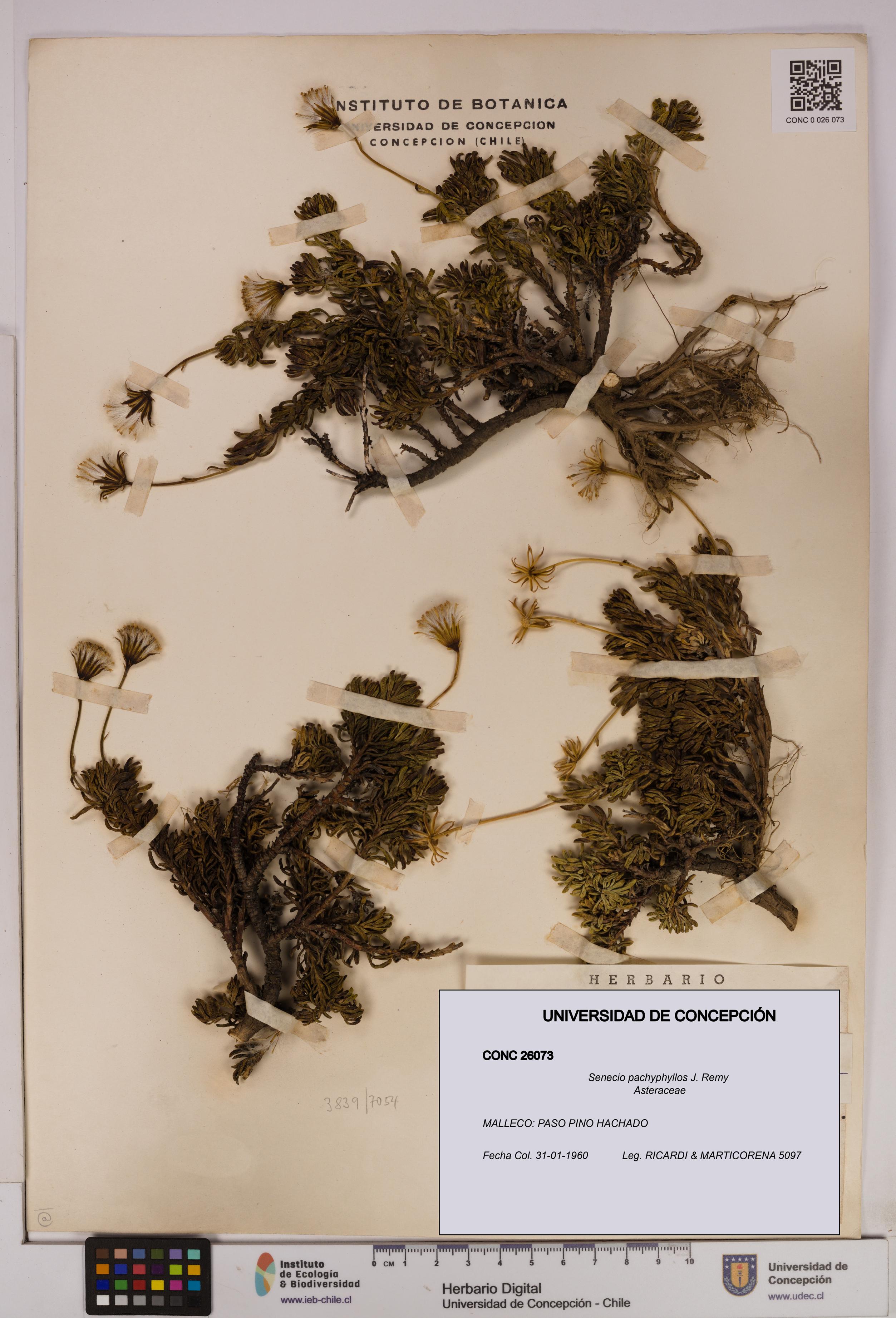 Senecio pachyphyllos [Espécimen: UDEC:CONC:0026073]