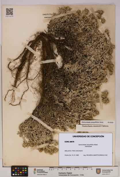 Gamochaeta serpyllifolia [Espécimen: UDEC:CONC:0026078]