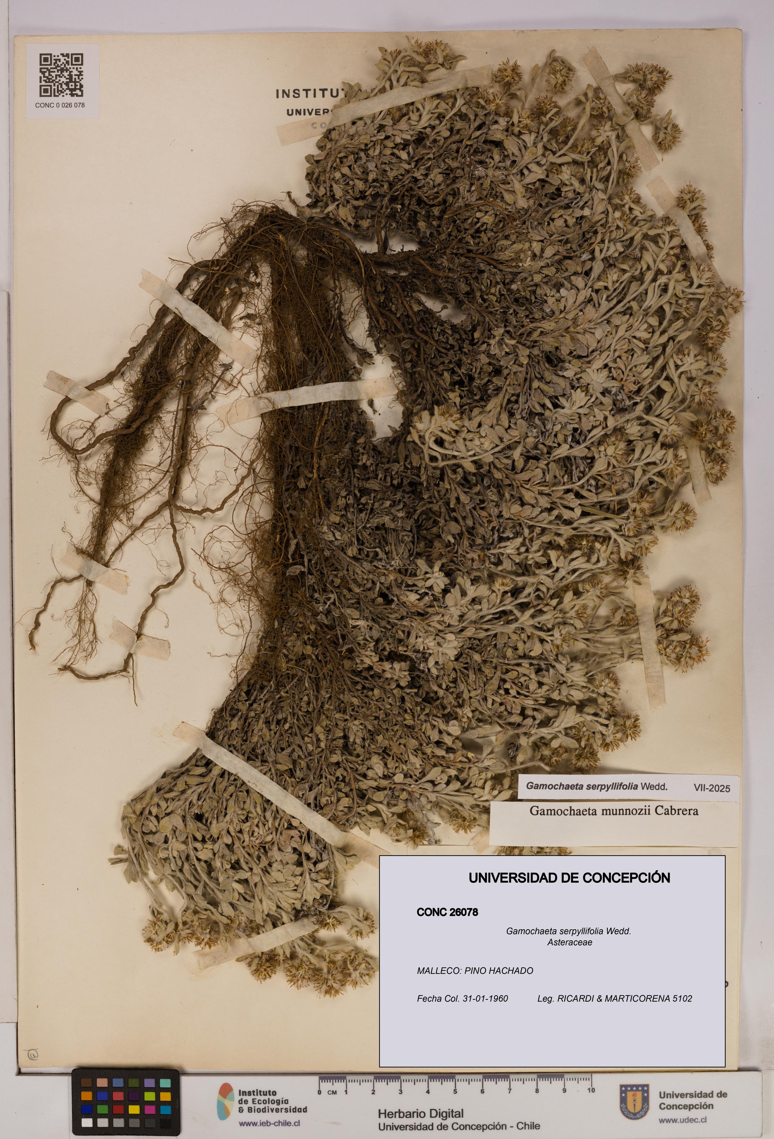 Gamochaeta serpyllifolia [Espécimen: UDEC:CONC:0026078]