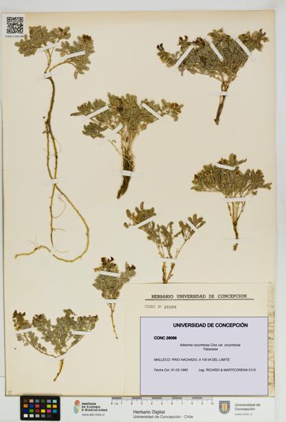 Adesmia corymbosa var. corymbosa [Espécimen: UDEC:CONC:0026086]