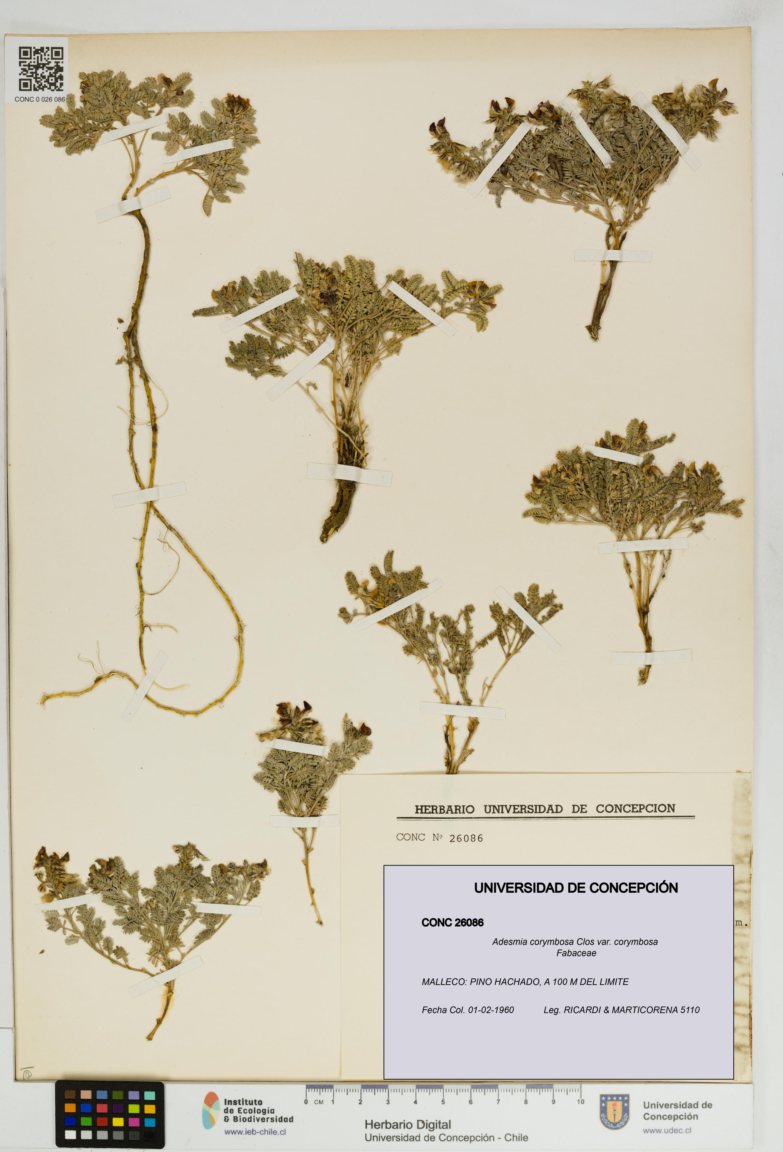 Adesmia corymbosa var. corymbosa [Espécimen: UDEC:CONC:0026086]