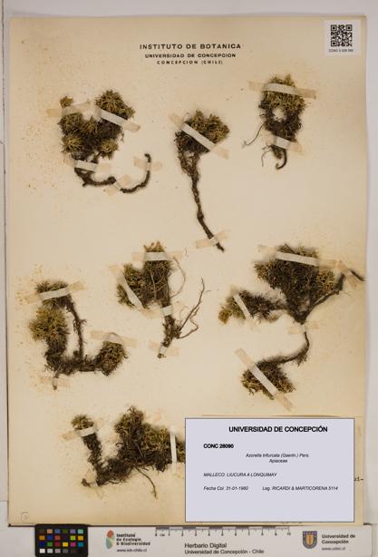 Azorella trifurcata [Espécimen: ]