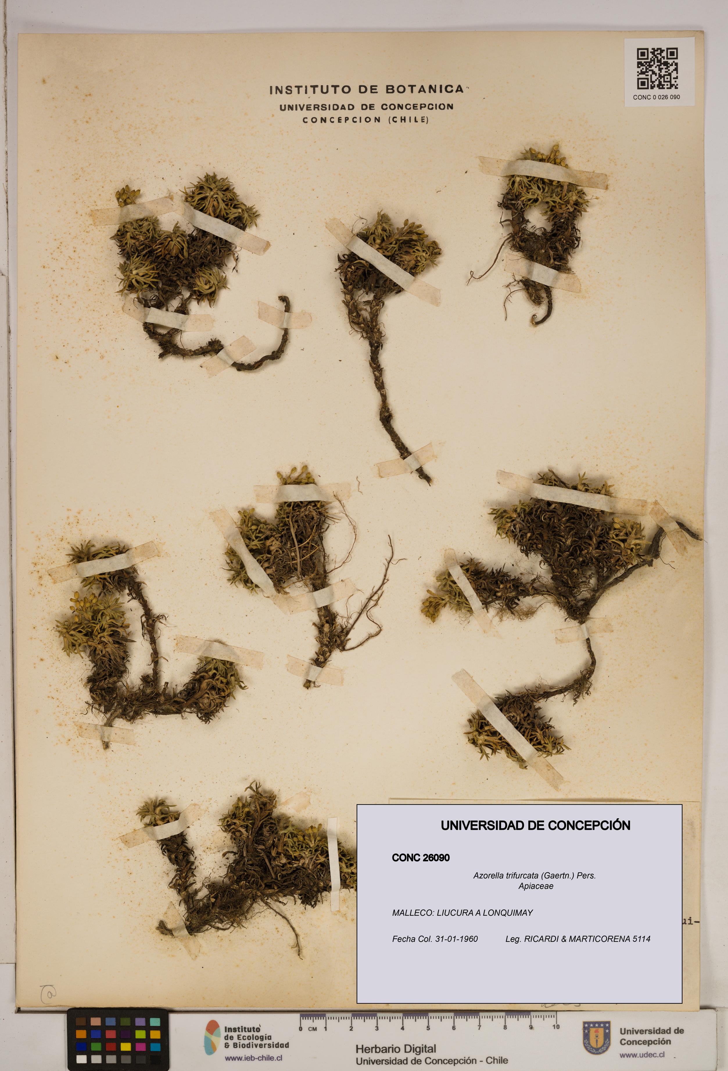 Azorella trifurcata [Espécimen: ]
