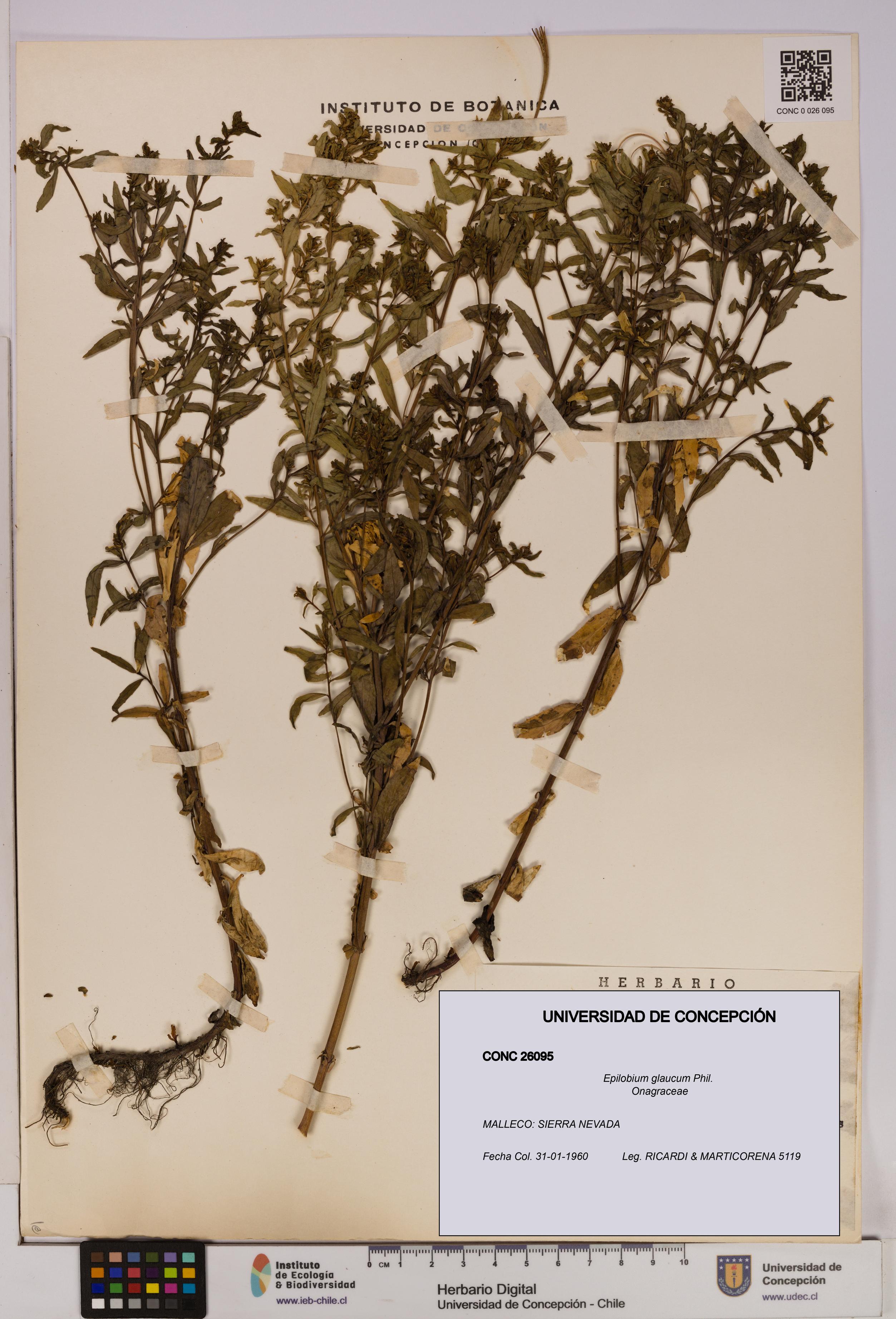 Epilobium glaucum [Espécimen: UDEC:CONC:0026095]