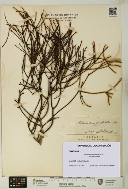 Misodendrum punctulatum [Espécimen: UDEC:CONC:0026109]