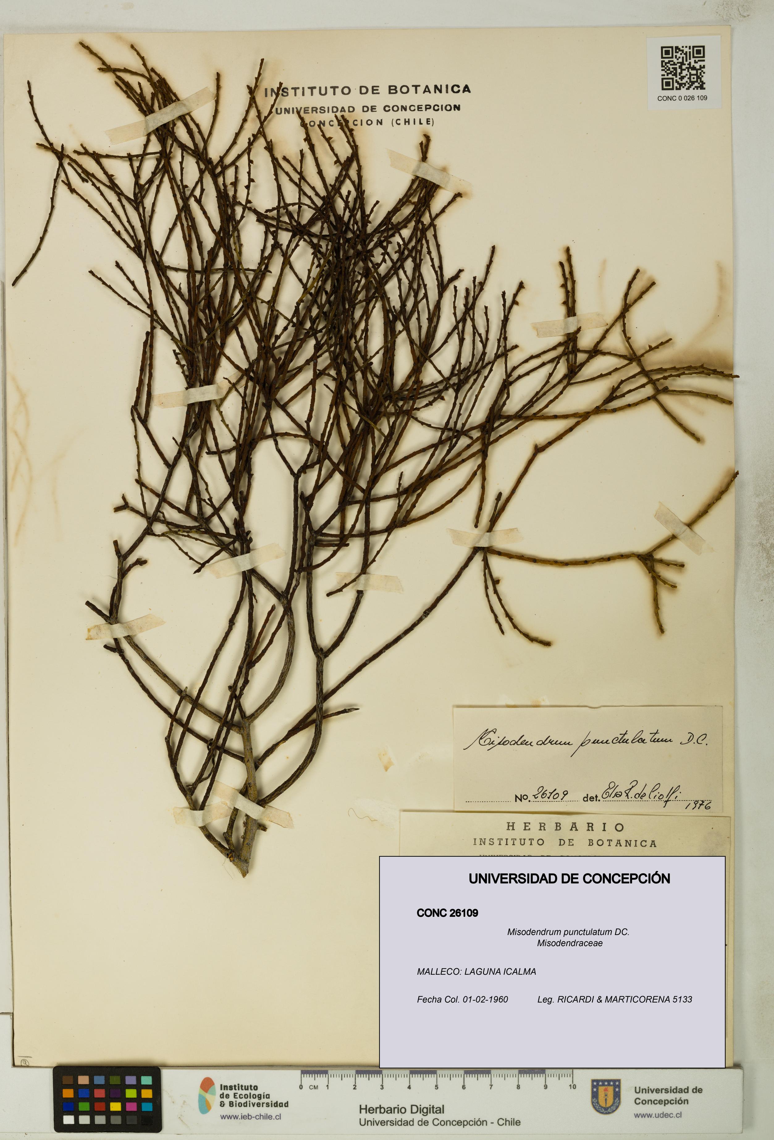 Misodendrum punctulatum [Espécimen: UDEC:CONC:0026109]