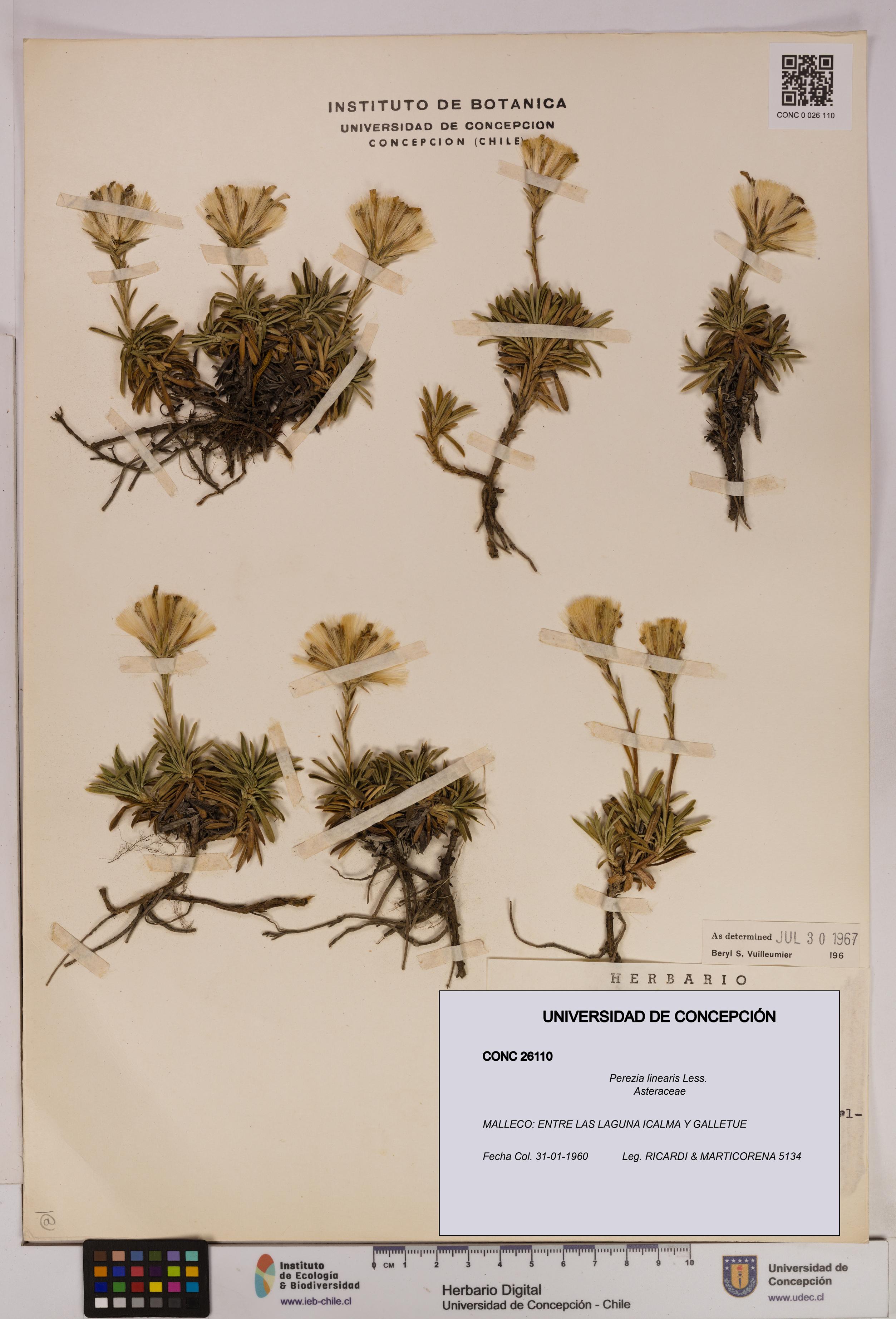 Perezia linearis [Espécimen: UDEC:CONC:0026110]