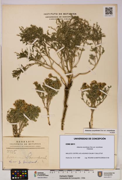 Adesmia corymbosa var. corymbosa [Espécimen: UDEC:CONC:0026111]