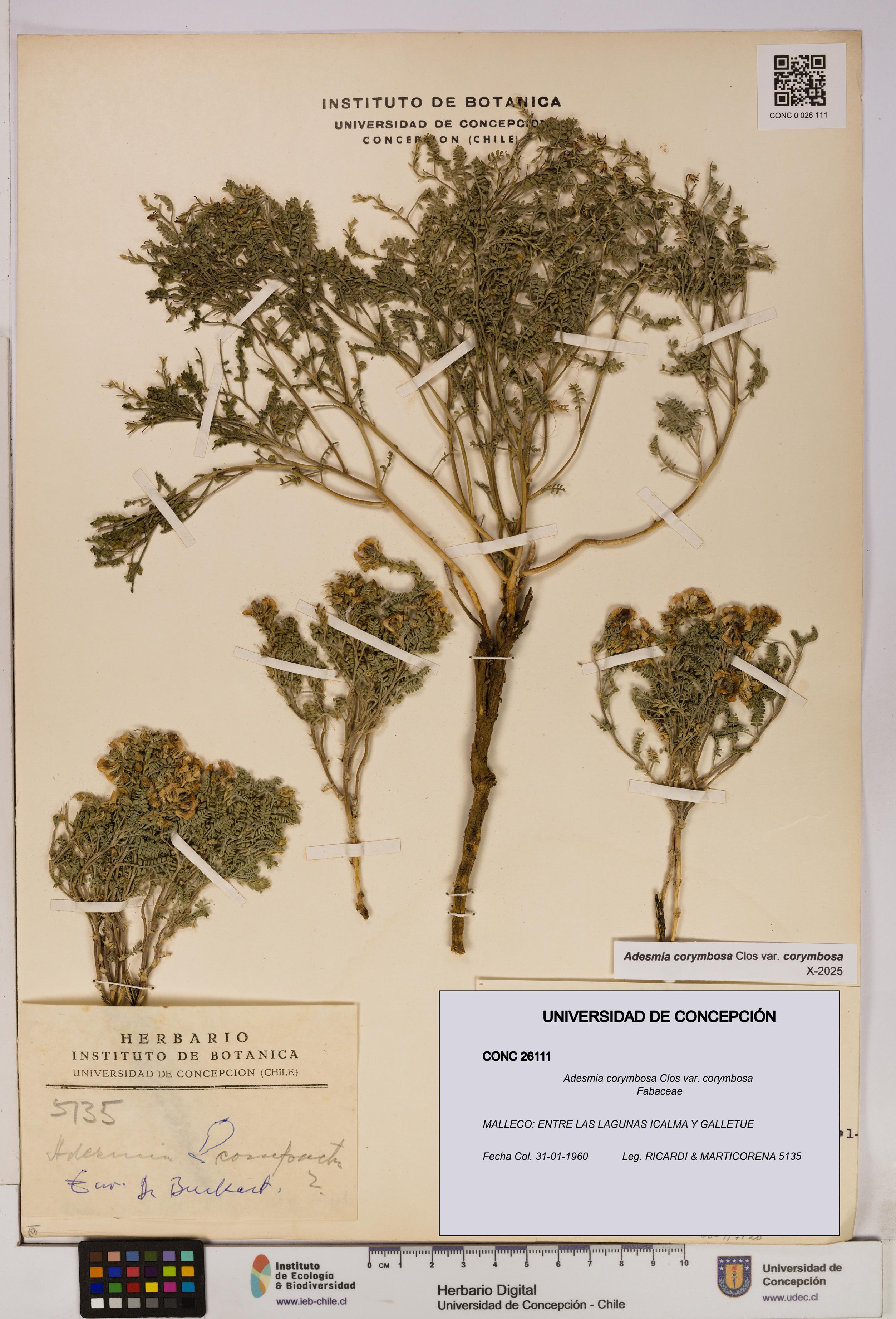 Adesmia corymbosa var. corymbosa [Espécimen: UDEC:CONC:0026111]