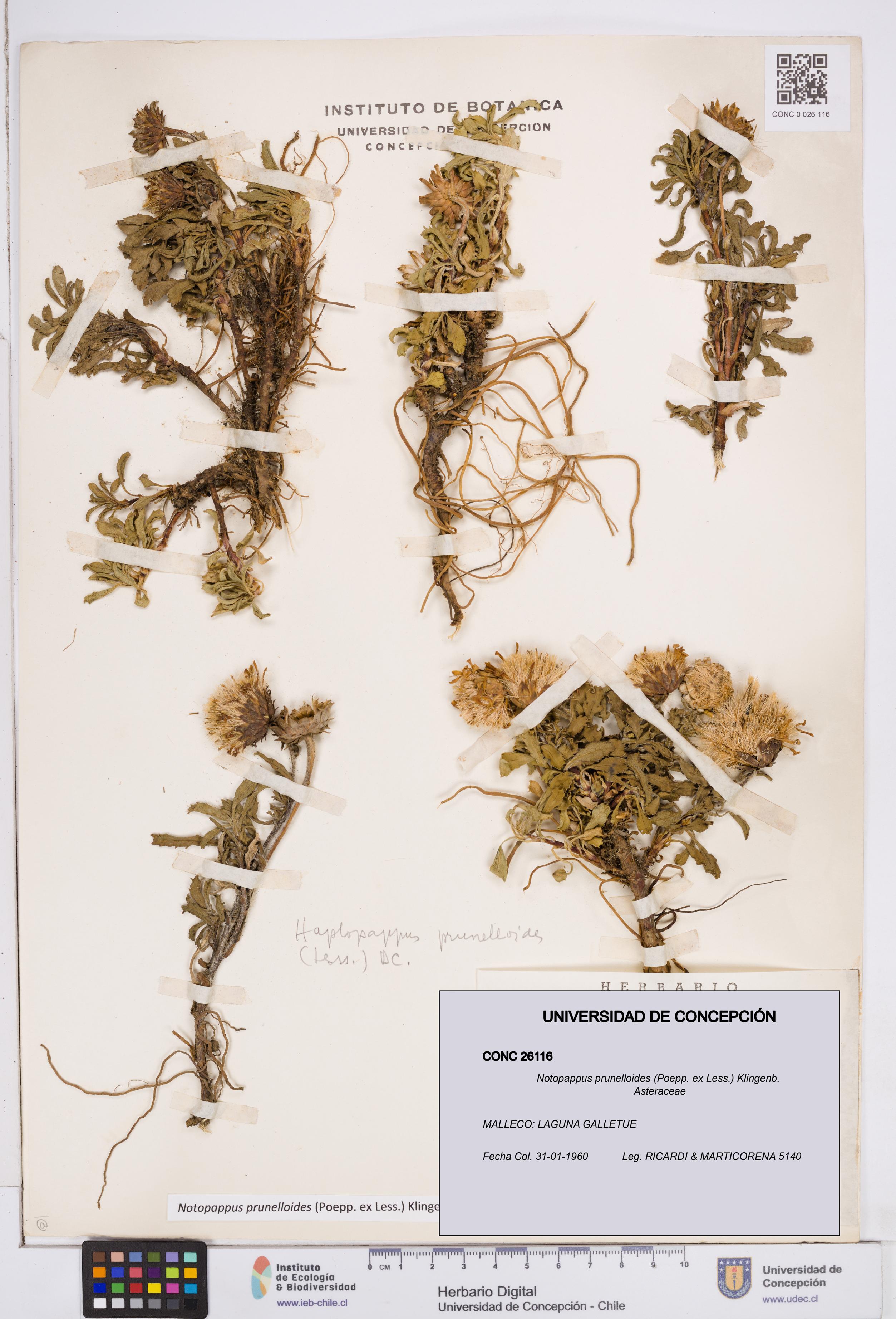 Notopappus prunelloides [Espécimen: ]