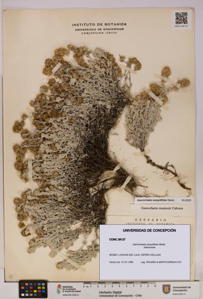 Gamochaeta serpyllifolia [Espécimen: UDEC:CONC:0026127]