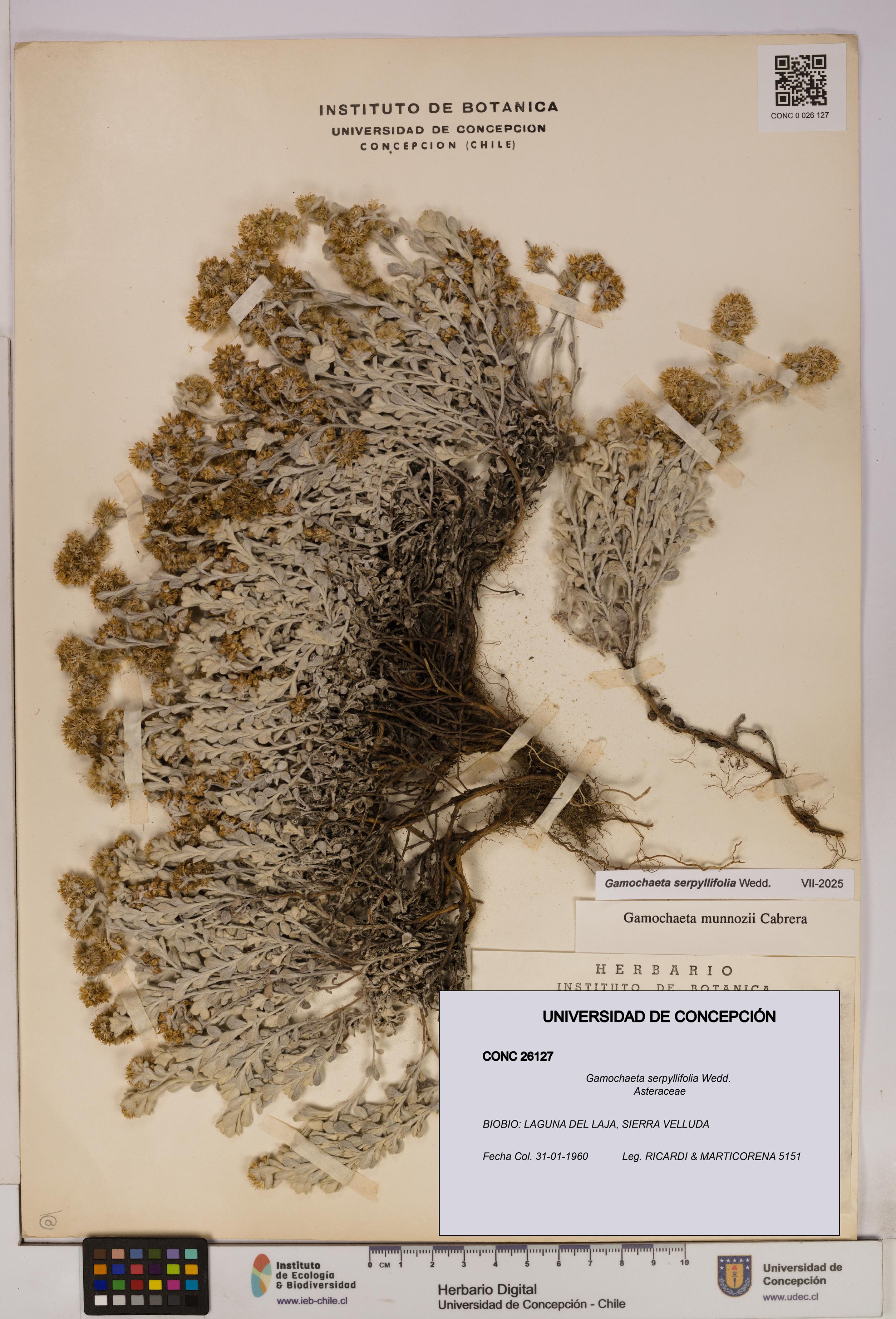 Gamochaeta serpyllifolia [Espécimen: UDEC:CONC:0026127]