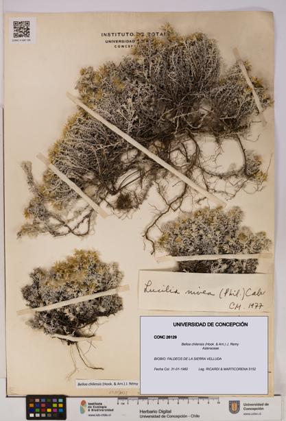 Belloa chilensis [Espécimen: UDEC:CONC:0026129]