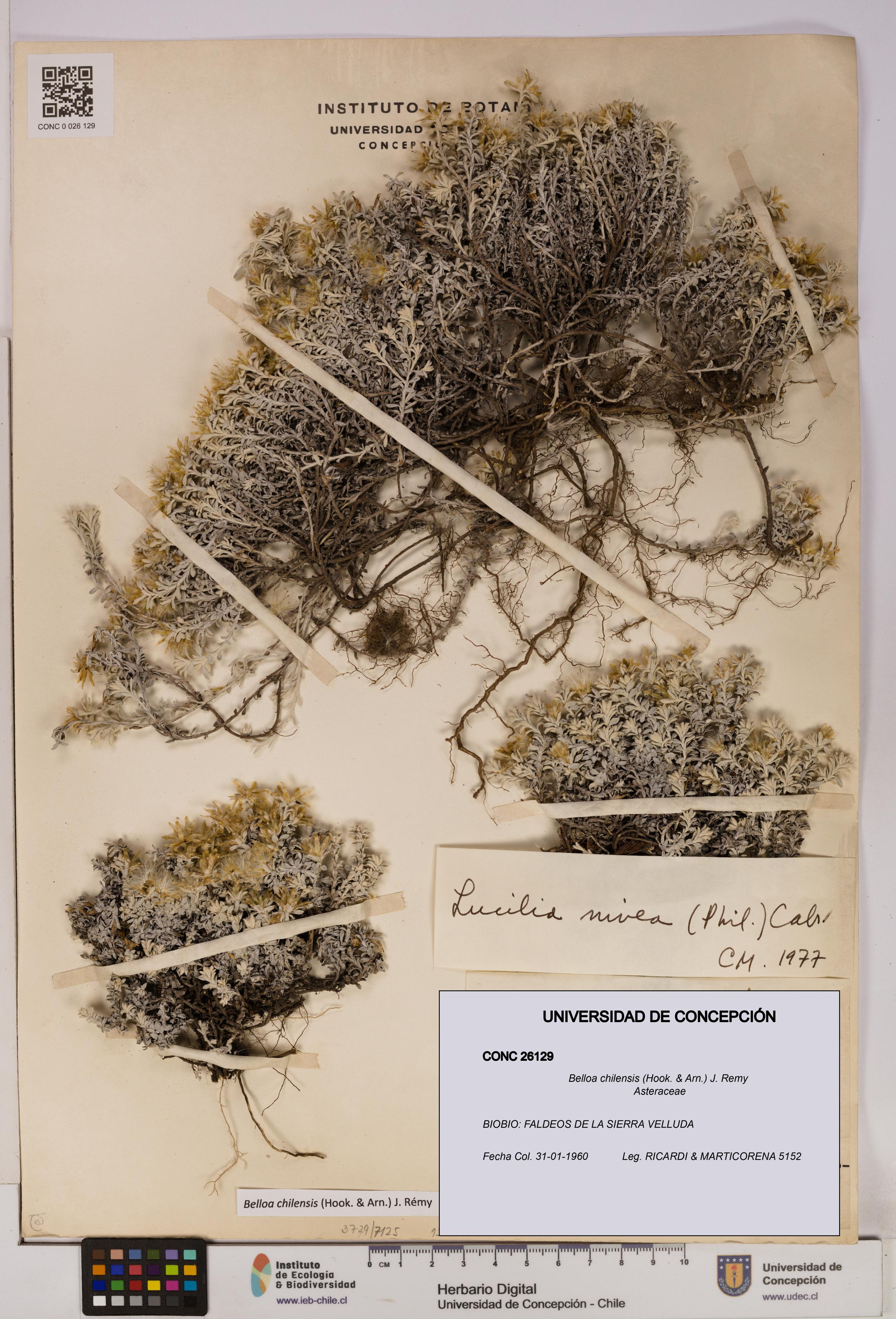 Belloa chilensis [Espécimen: UDEC:CONC:0026129]