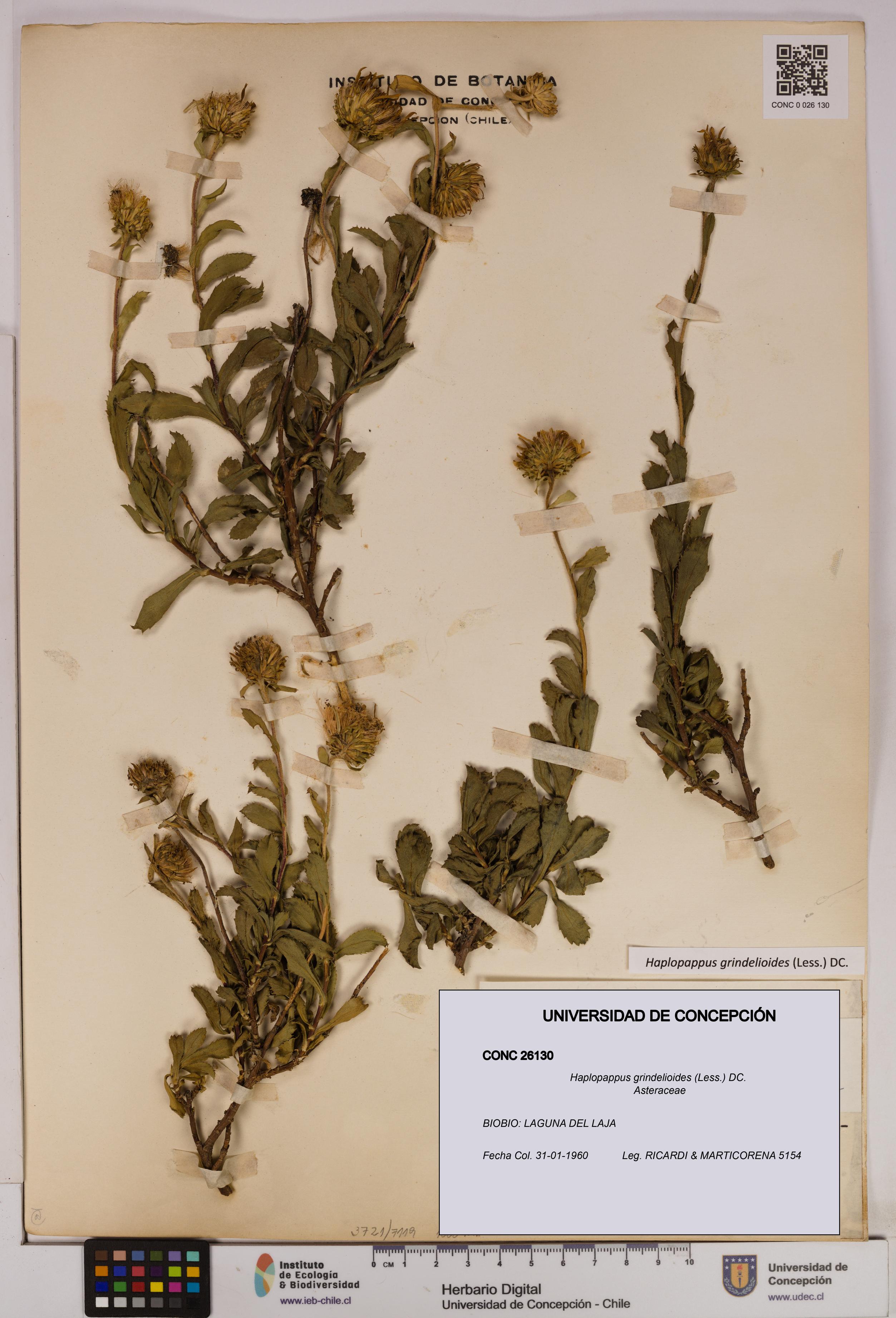 Haplopappus grindelioides [Espécimen: UDEC:CONC:0026130]