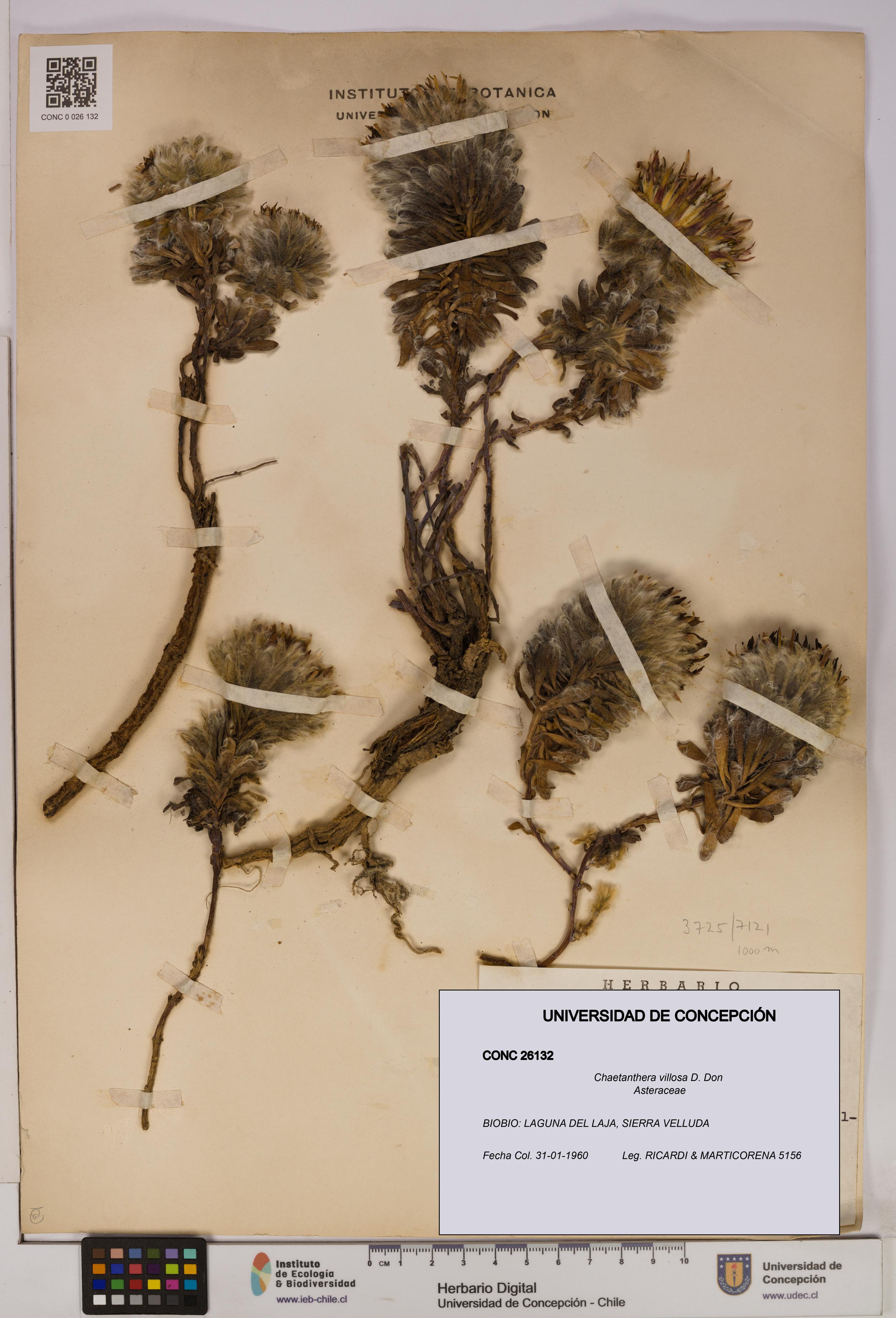 Chaetanthera villosa [Espécimen: UDEC:CONC:0026132]