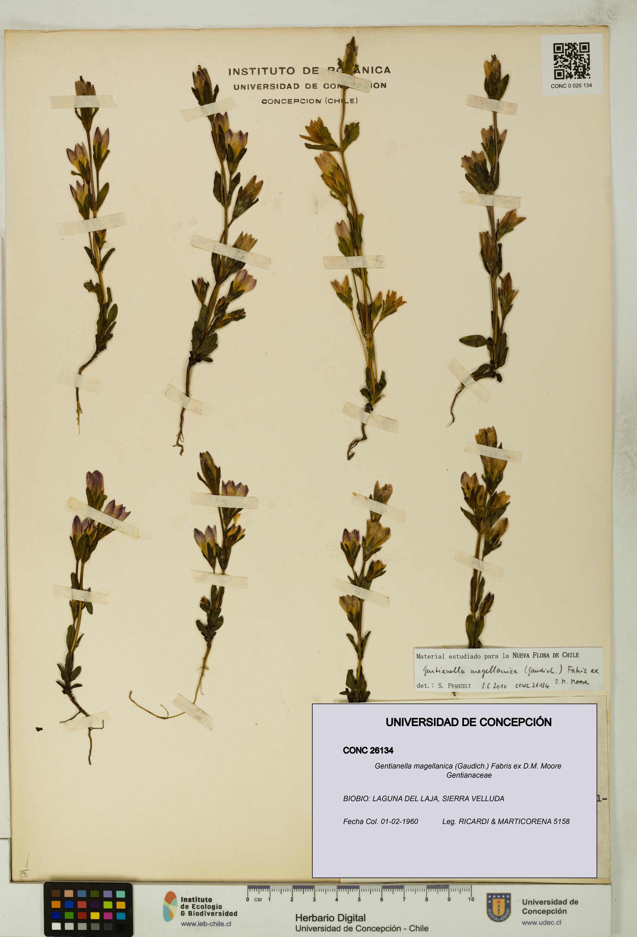 Gentianella magellanica [Espécimen: UDEC:CONC:0026134]