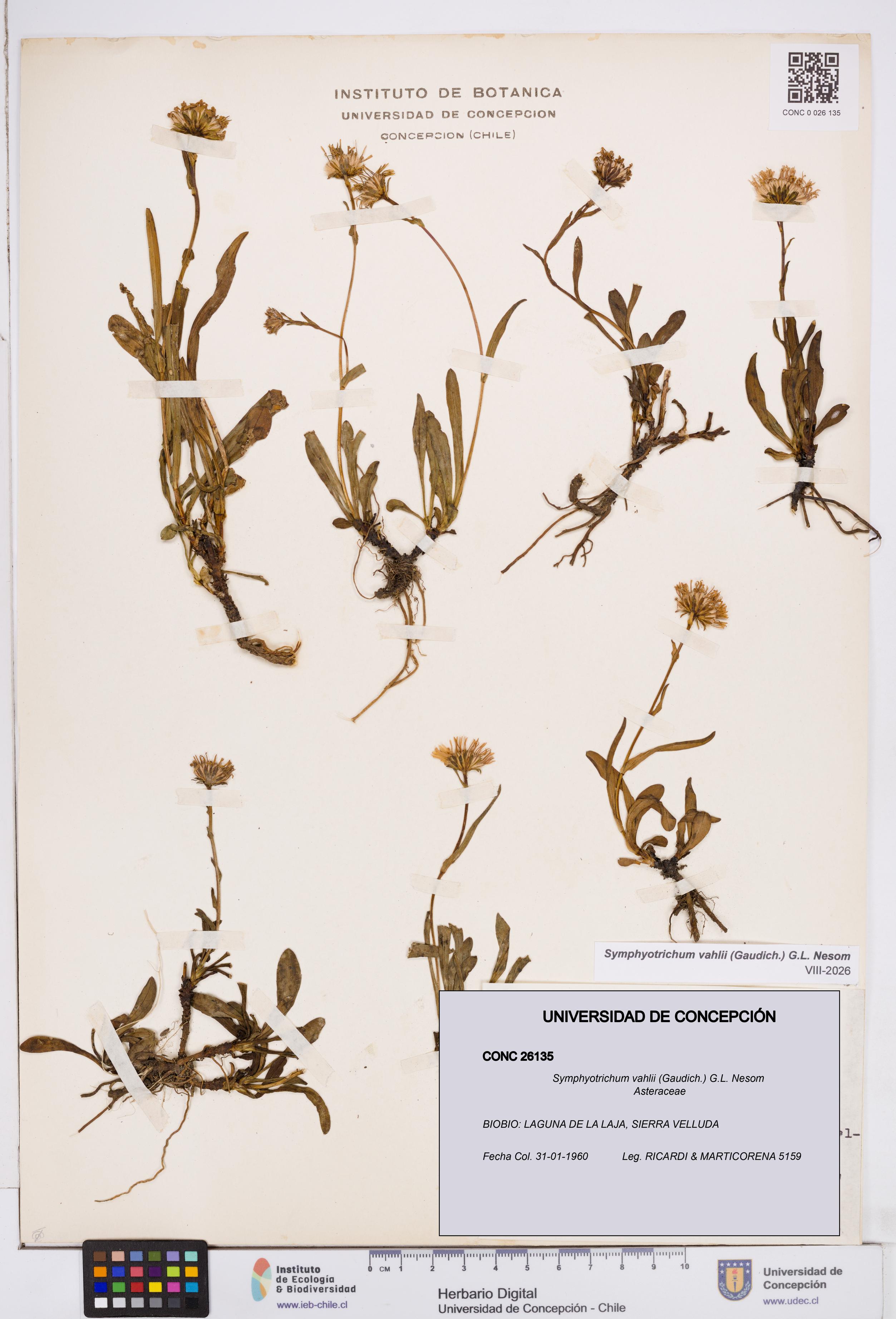 Symphyotrichum vahlii [Espécimen: ]
