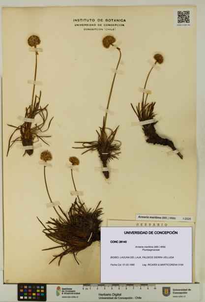 Armeria maritima [Espécimen: UDEC:CONC:0026140]