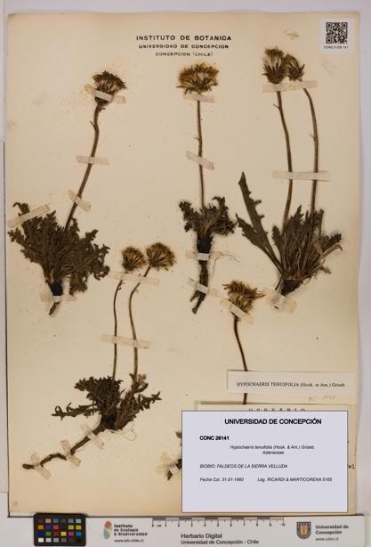 Hypochaeris tenuifolia [Espécimen: UDEC:CONC:0026141]