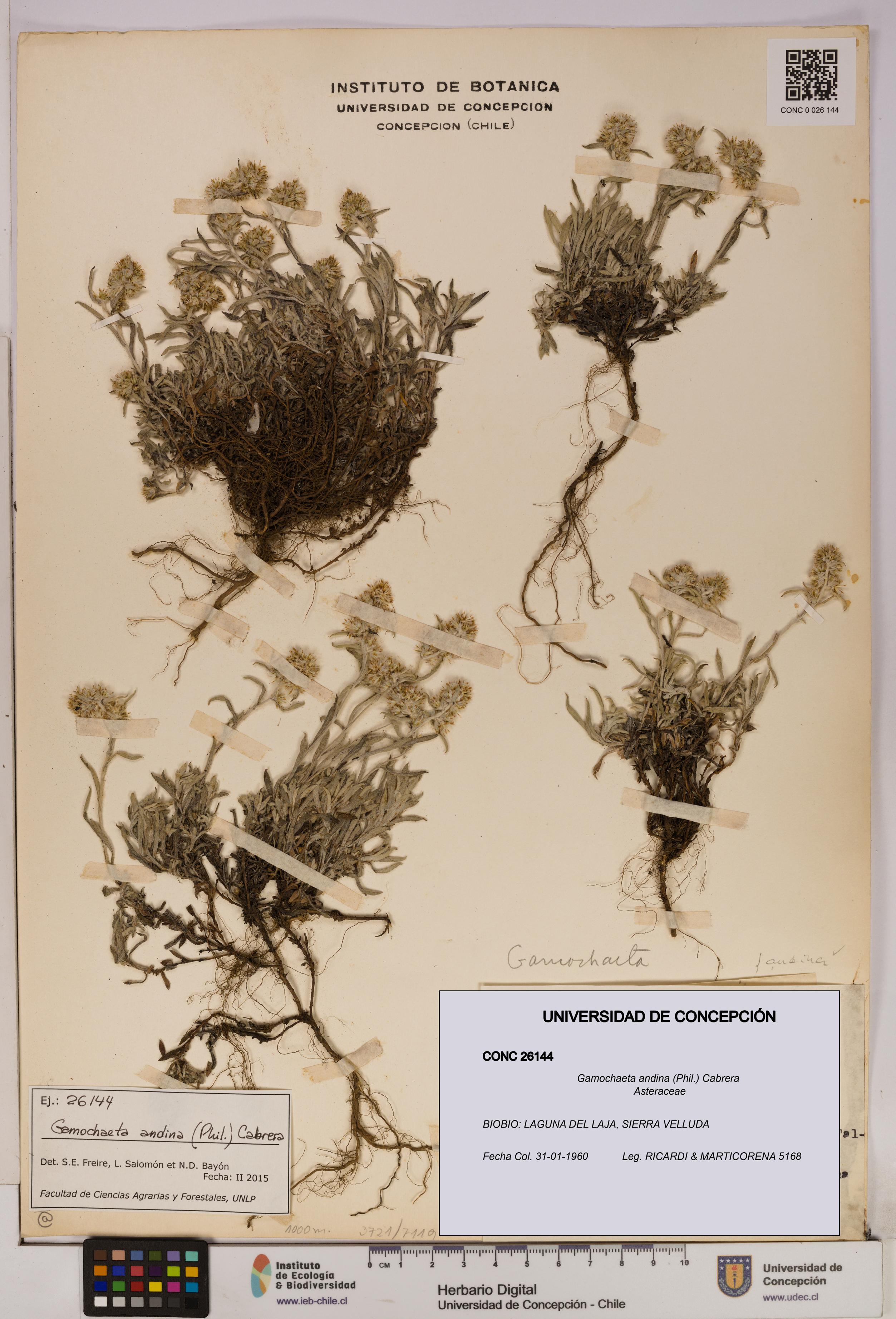 Gamochaeta andina [Espécimen: UDEC:CONC:0026144]