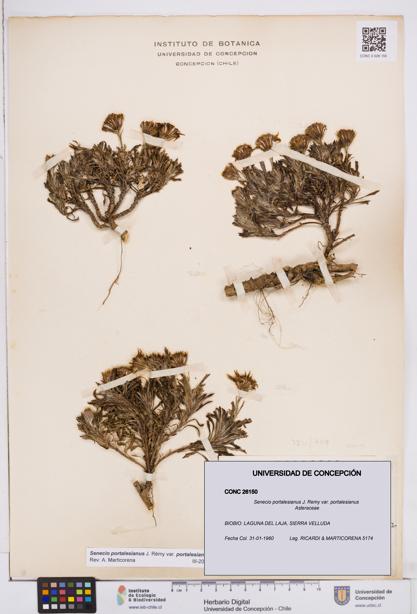 Senecio portalesianus var. portalesianus [Espécimen: ]