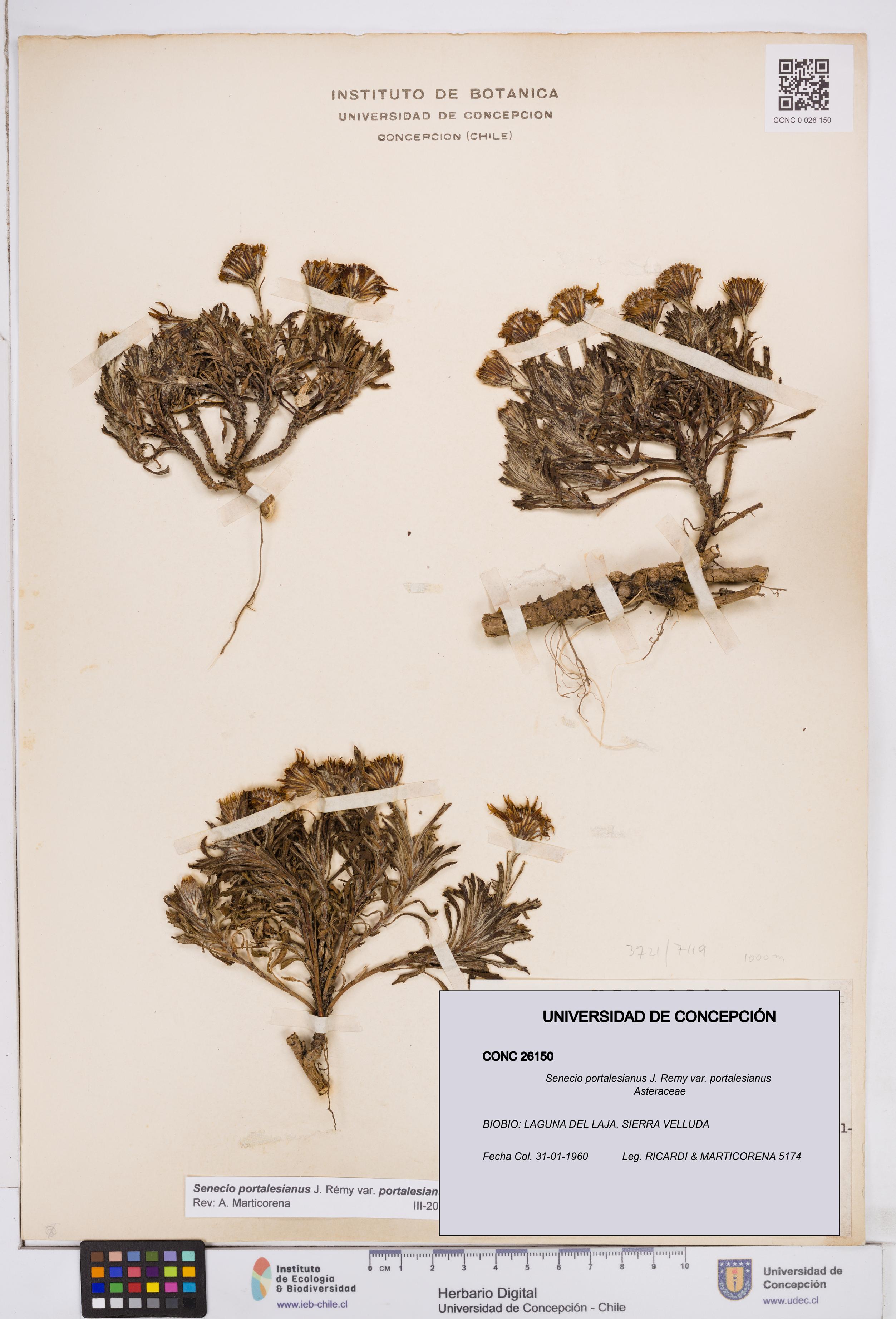 Senecio portalesianus var. portalesianus [Espécimen: ]