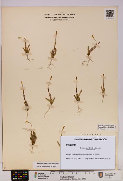 Gentiana gayi [Espécimen: UDEC:CONC:0026154]