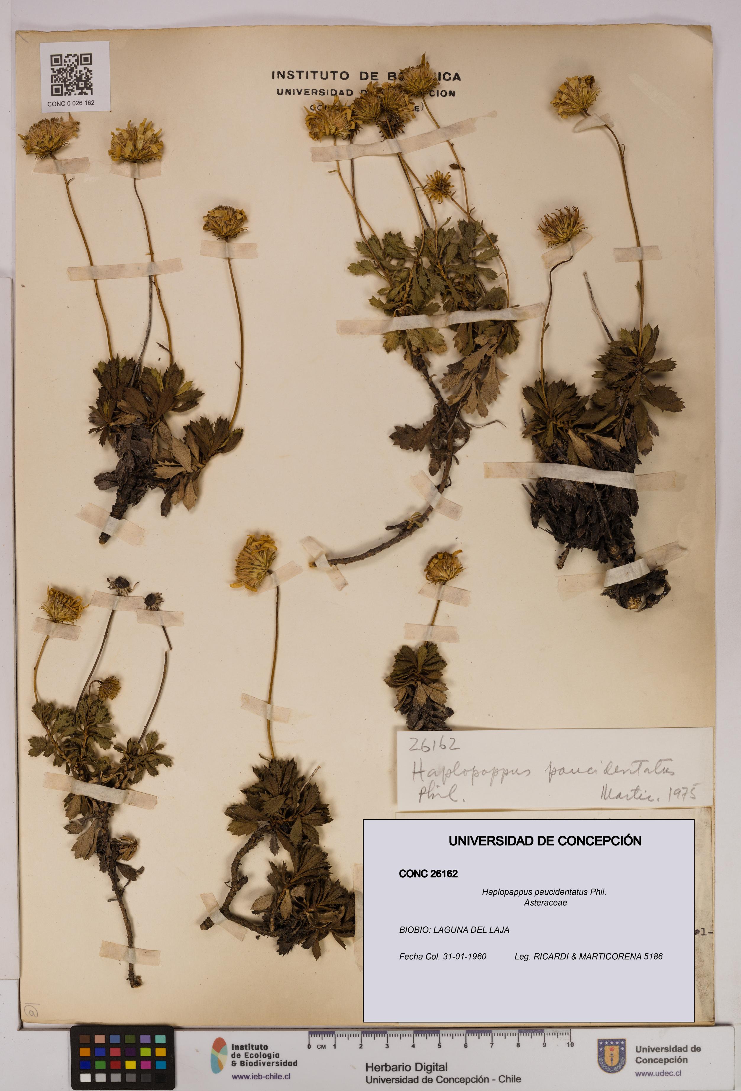 Haplopappus paucidentatus [Espécimen: UDEC:CONC:0026162]