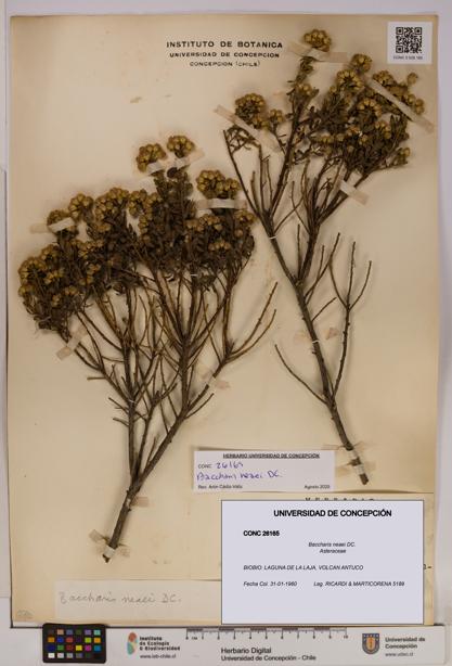 Baccharis neaei [Espécimen: UDEC:CONC:0026165]