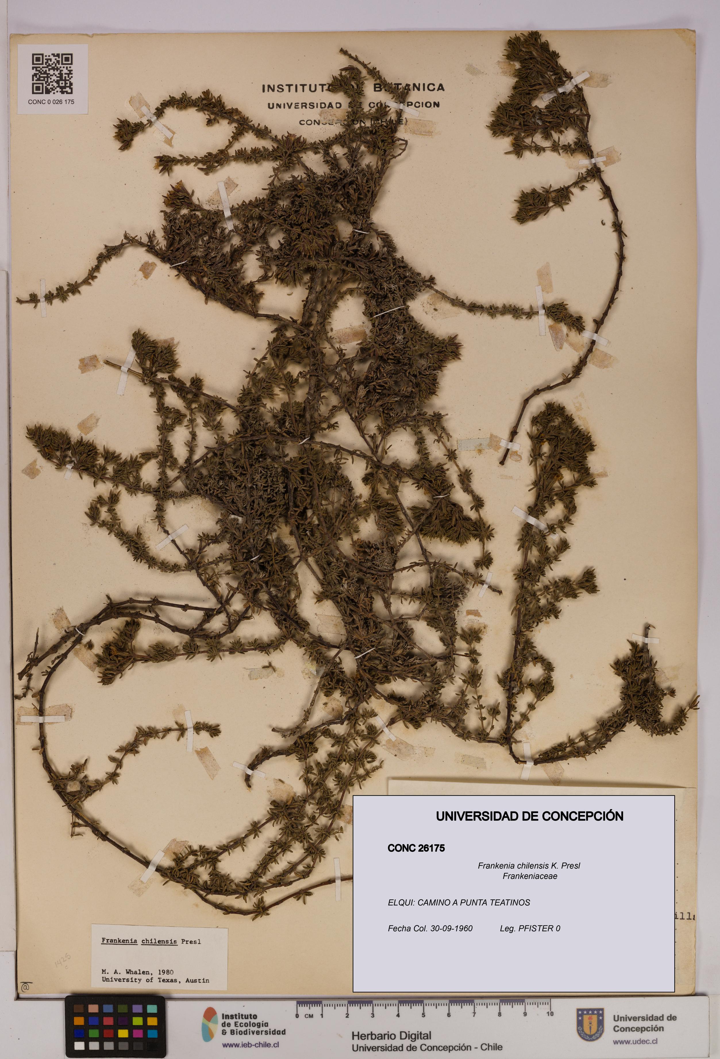 Frankenia chilensis [Espécimen: UDEC:CONC:0026175]