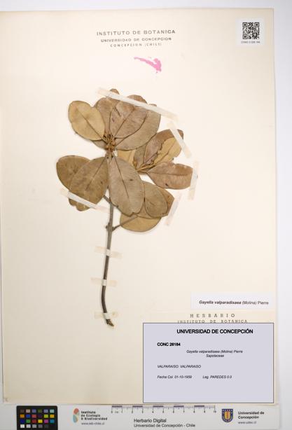 Gayella valparadisaea [Espécimen: UDEC:CONC:0026184]