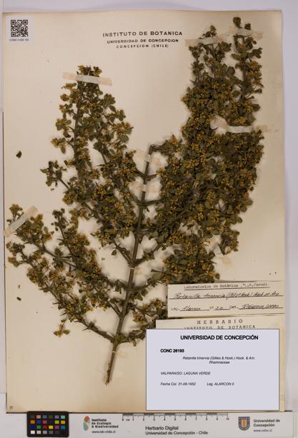 Retanilla trinervia [Espécimen: UDEC:CONC:0026193]