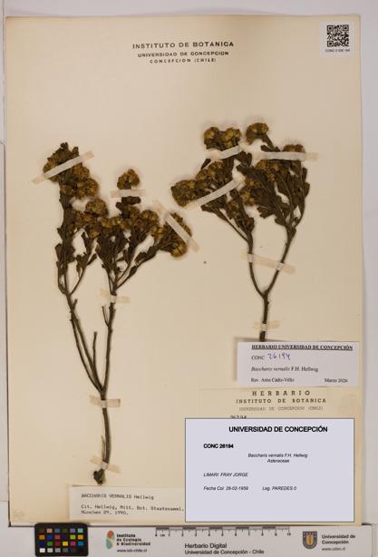 Baccharis vernalis [Espécimen: UDEC:CONC:0026194]