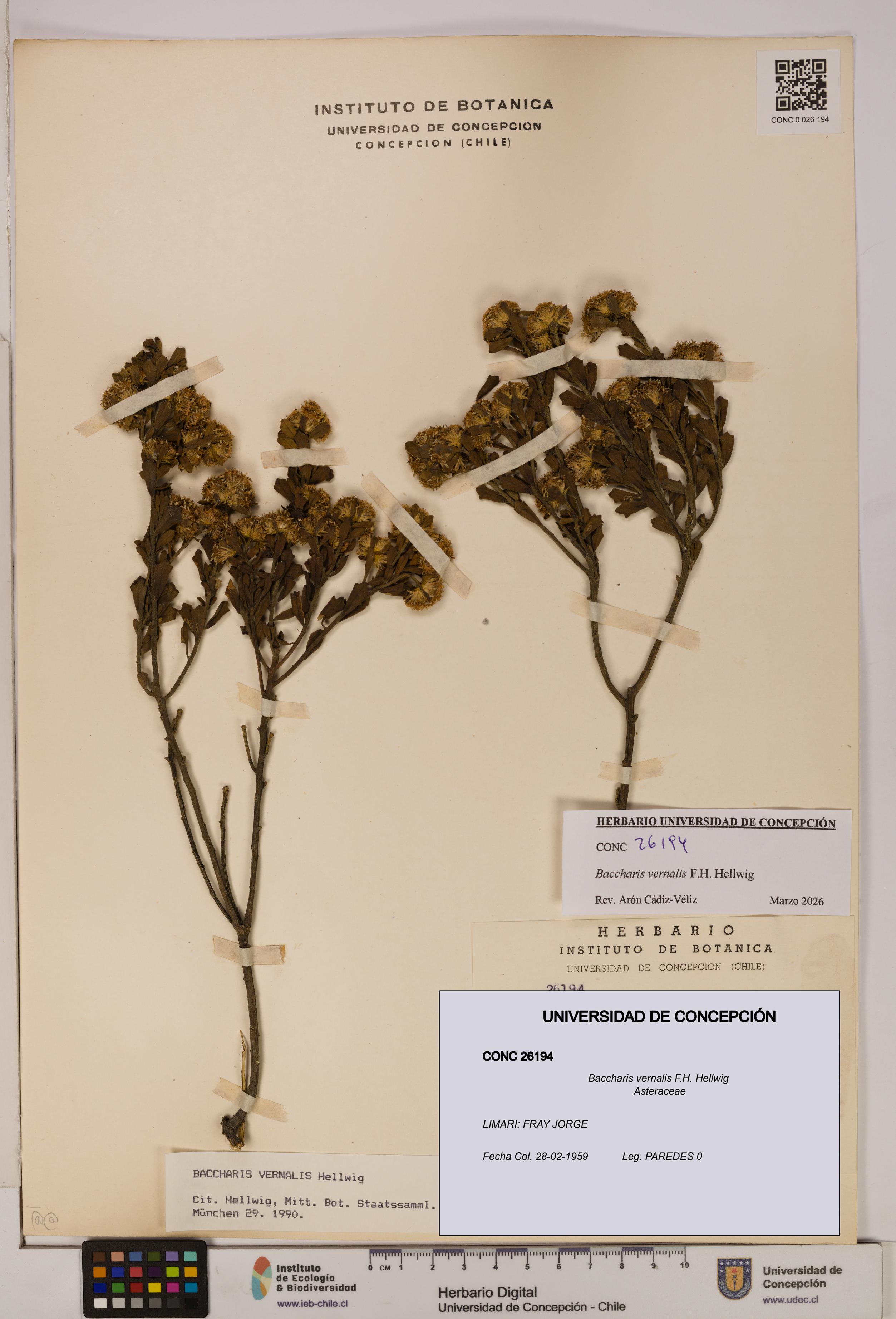 Baccharis vernalis [Espécimen: UDEC:CONC:0026194]