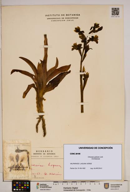Chloraea galeata [Espécimen: ]