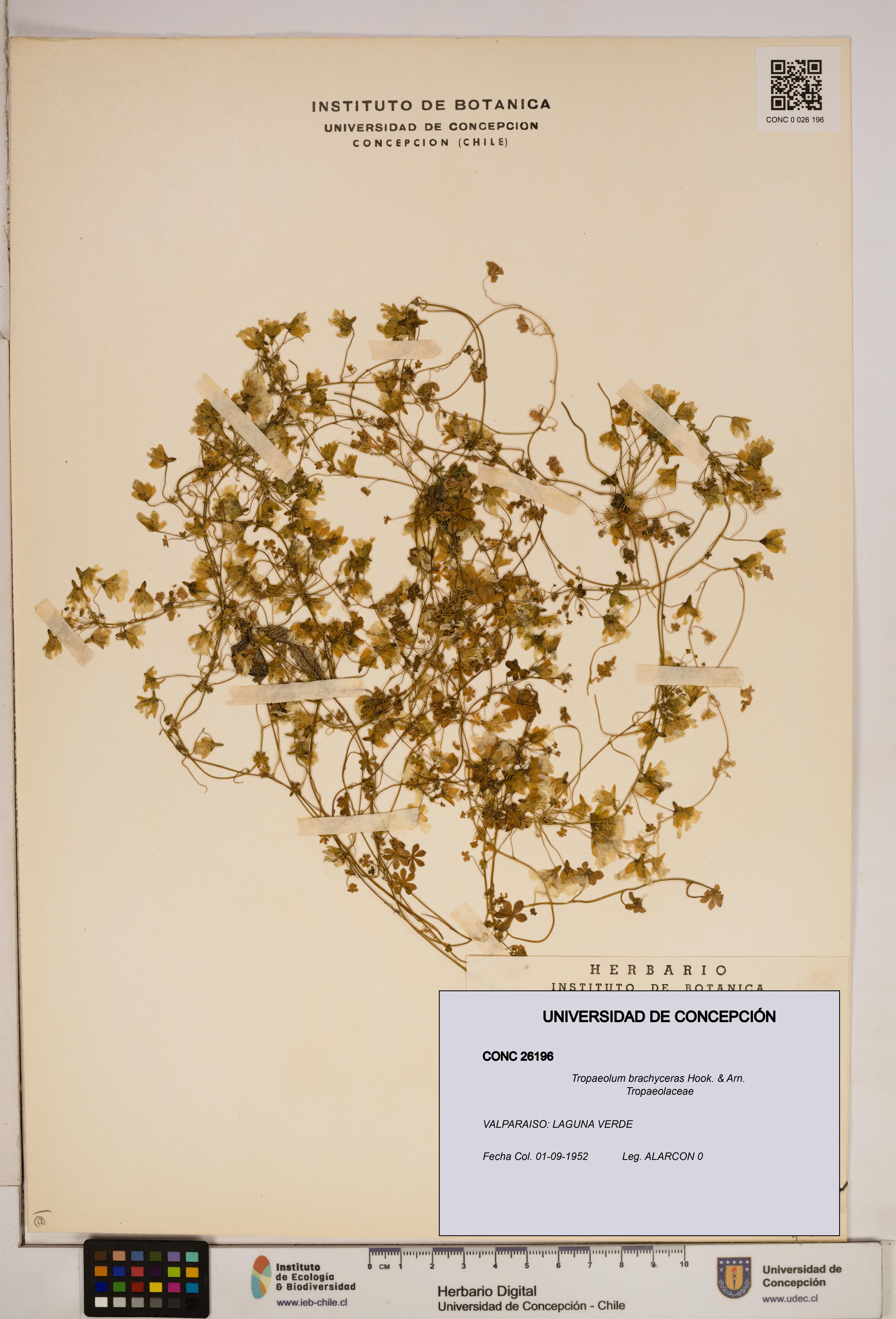 Tropaeolum brachyceras [Espécimen: ]