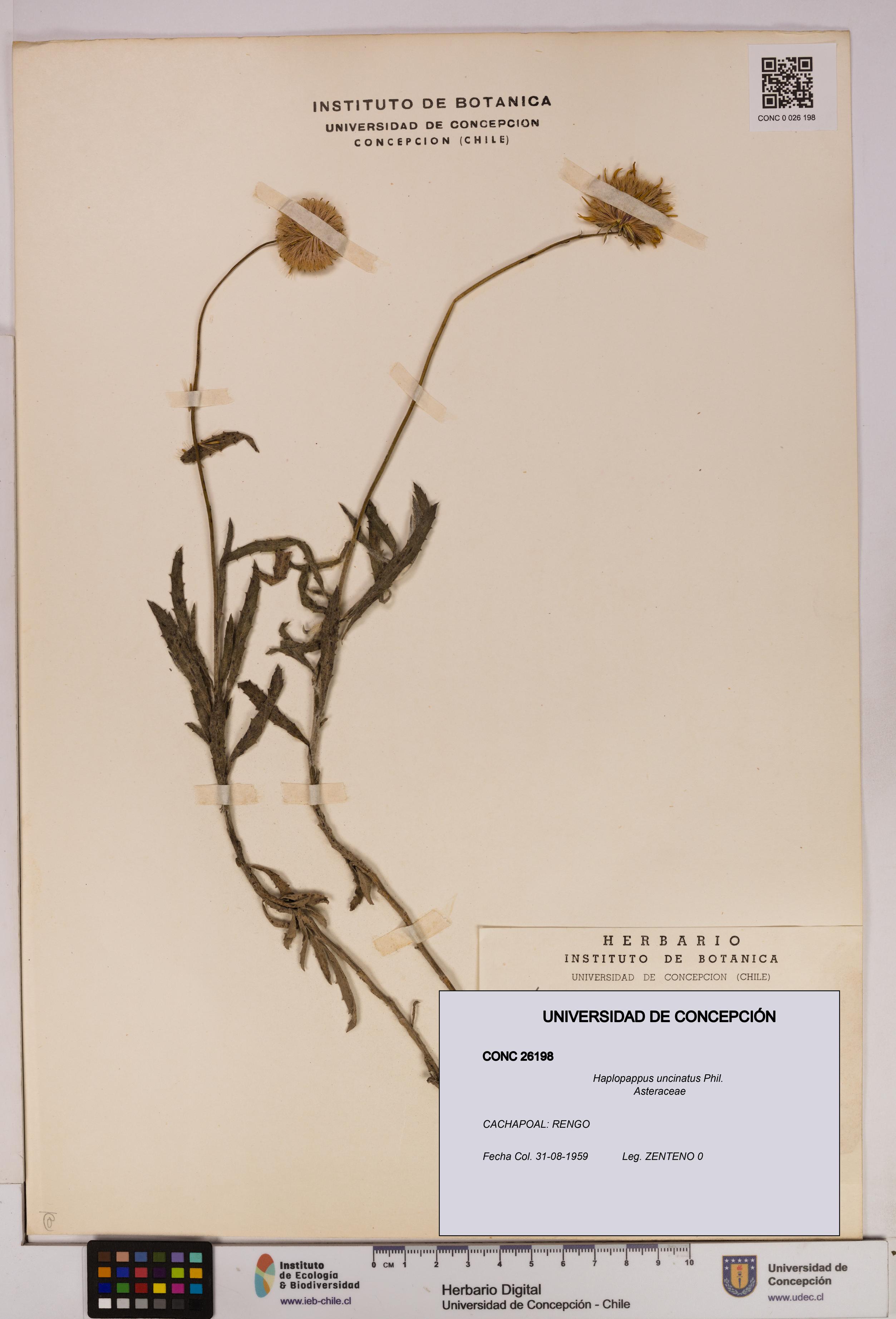 Haplopappus uncinatus [Espécimen: UDEC:CONC:0026198]