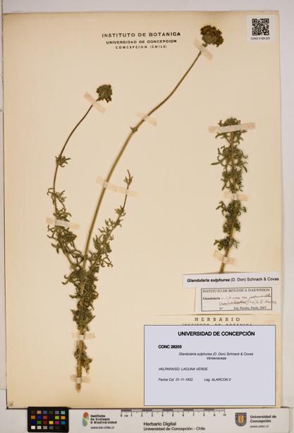 Glandularia sulphurea [Espécimen: ]